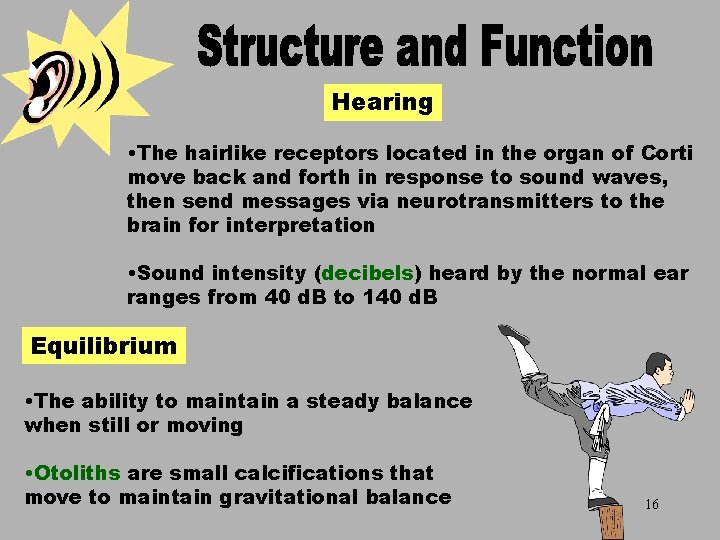 Hearing • The hairlike receptors located in the organ of Corti move back and