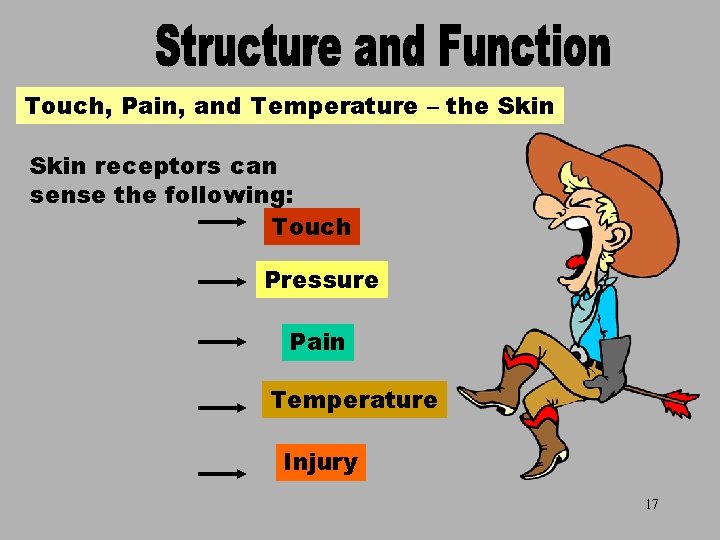 Touch, Pain, and Temperature – the Skin The Skin Receptors Skin receptors can sense