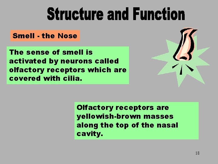 Smell - the Nose The sense of smell is activated by neurons called olfactory