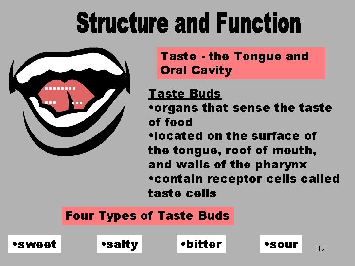 Taste - the Tongue and Oral Cavity ……. . . . Taste Buds •