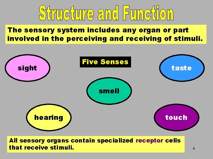 Five Senses The sensory system includes any organ or part involved in the perceiving