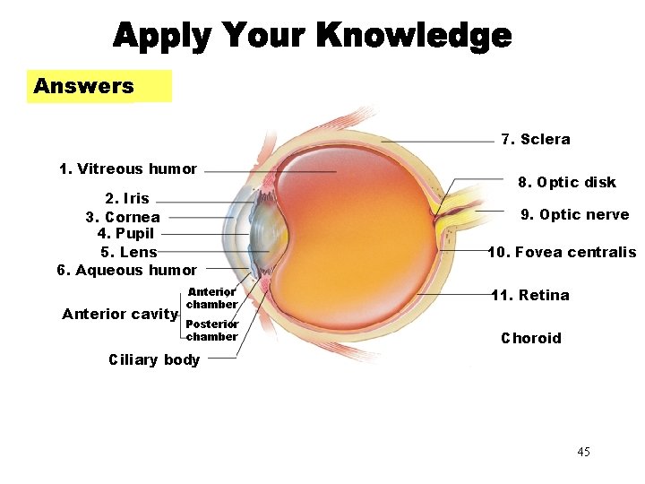Apply Your Knowledge Answers. Apply Your Knowledge (Answers) 7. Sclera 1. Vitreous humor 2.