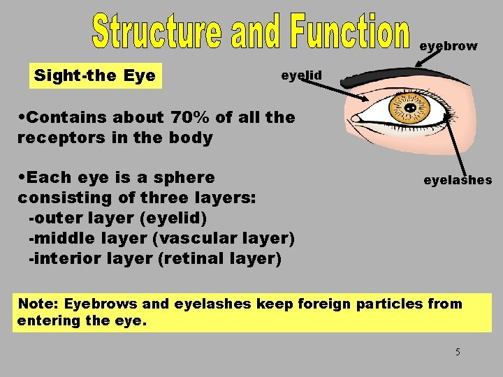 Sight-the Eye Sight-theeyelid Eye eyebrow • Contains about 70% of all the receptors in