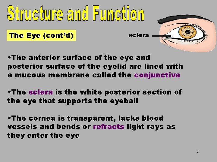 The Eye Part 2 sclera The Eye (cont’d) • The anterior surface of the