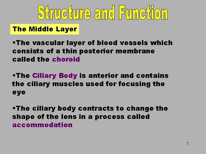 The Middle Layer • The vascular layer of blood vessels which consists of a