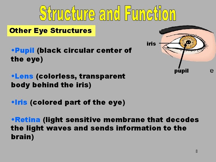Other Eye Structures • Pupil (black circular center of the eye) • Lens (colorless,