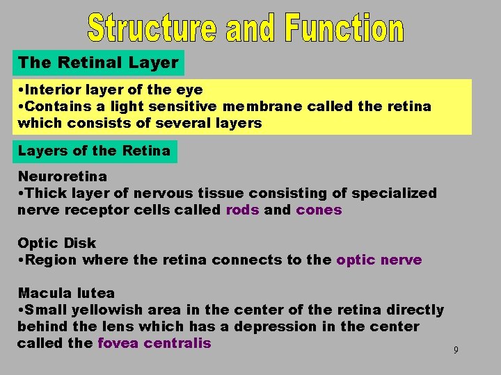The Retinal Layer • Interior layer of the eye • Contains a light sensitive