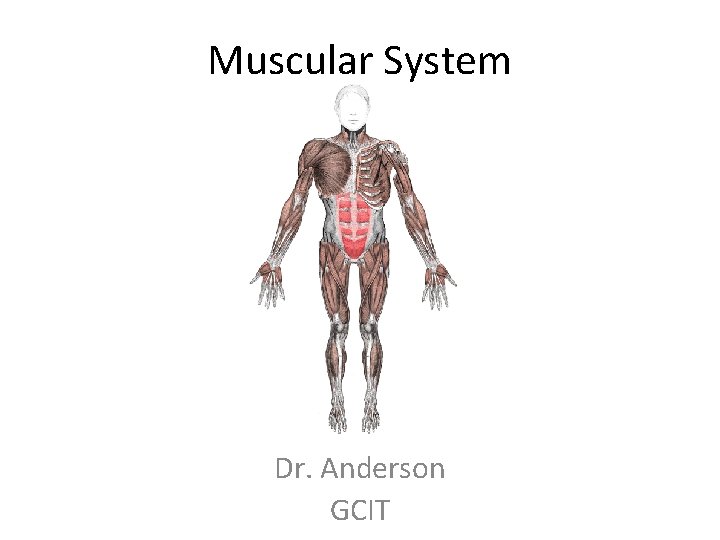 Muscular System Dr. Anderson GCIT 