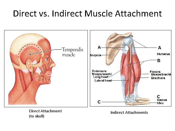 Direct vs. Indirect Muscle Attachment Direct Attachment (to skull) Indirect Attachments 