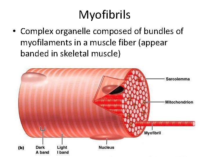 Myofibrils • Complex organelle composed of bundles of myofilaments in a muscle fiber (appear