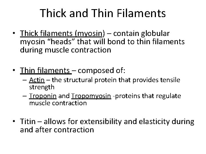 Thick and Thin Filaments • Thick filaments (myosin) – contain globular myosin “heads” that