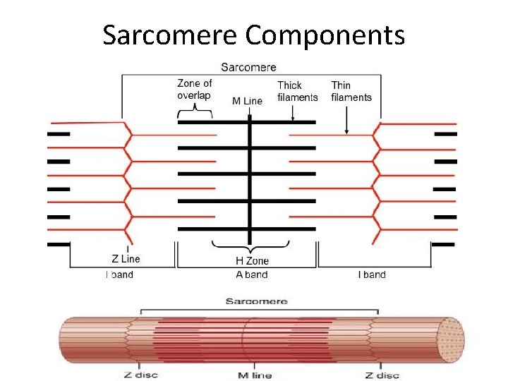 Sarcomere Components 