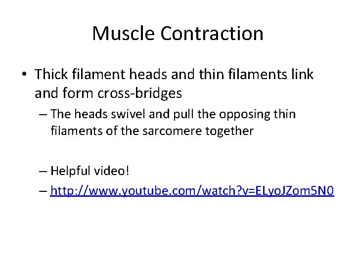 Muscle Contraction • Thick filament heads and thin filaments link and form cross-bridges –