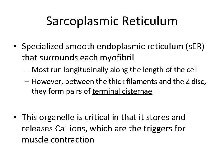 Sarcoplasmic Reticulum • Specialized smooth endoplasmic reticulum (s. ER) that surrounds each myofibril –