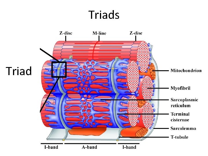 Triads Triad 