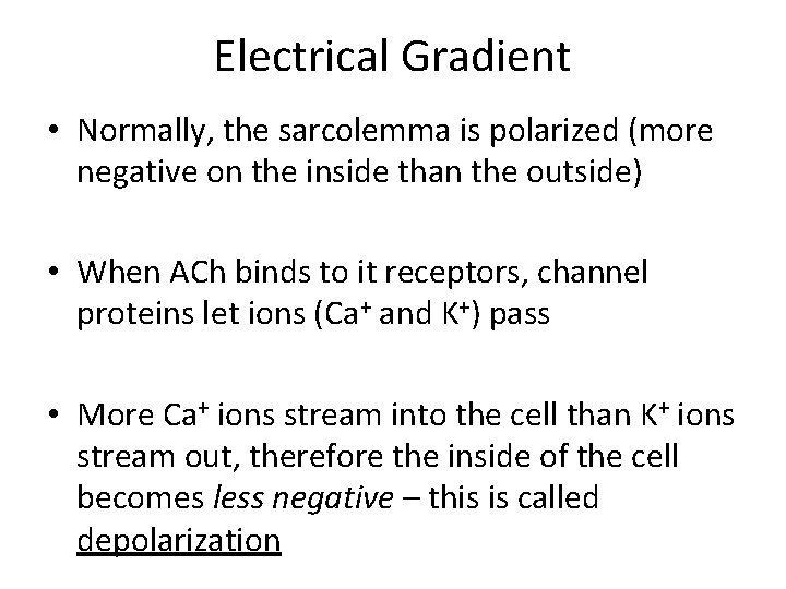 Electrical Gradient • Normally, the sarcolemma is polarized (more negative on the inside than
