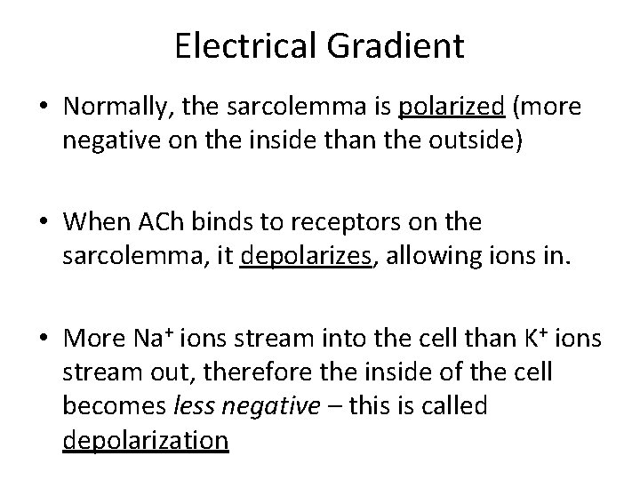 Electrical Gradient • Normally, the sarcolemma is polarized (more negative on the inside than