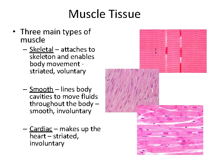 Muscle Tissue • Three main types of muscle – Skeletal – attaches to skeleton