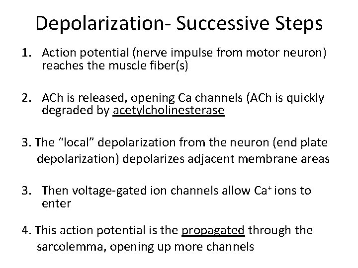 Depolarization- Successive Steps 1. Action potential (nerve impulse from motor neuron) reaches the muscle