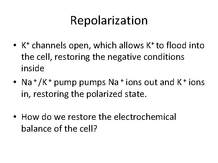 Repolarization • K+ channels open, which allows K+ to flood into the cell, restoring