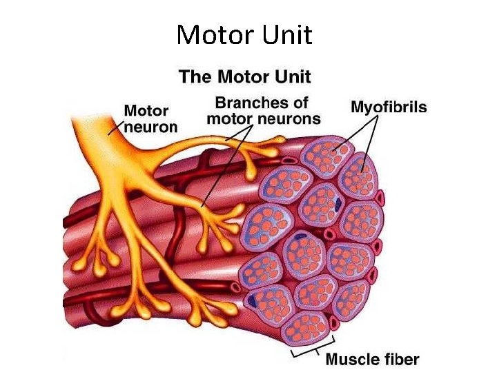 Motor Unit 