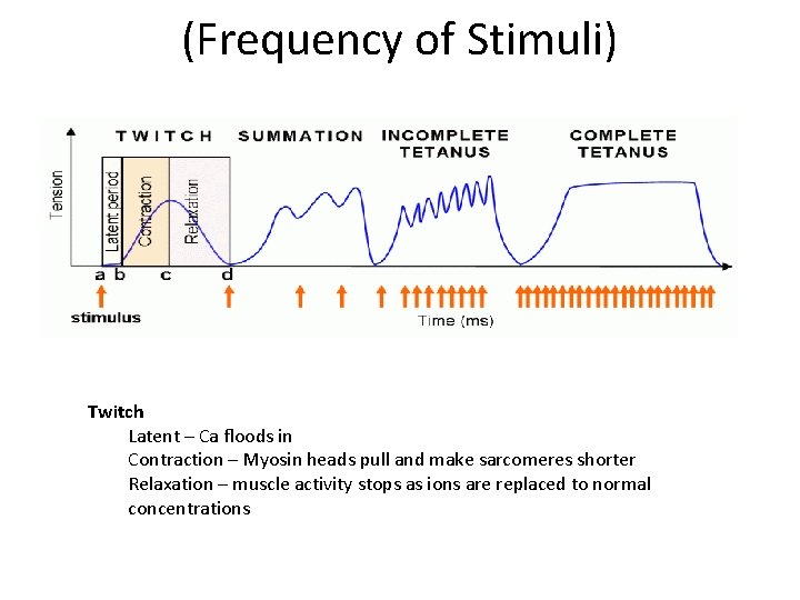 (Frequency of Stimuli) Twitch Latent – Ca floods in Contraction – Myosin heads pull