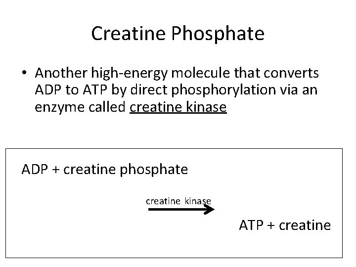 Creatine Phosphate • Another high-energy molecule that converts ADP to ATP by direct phosphorylation