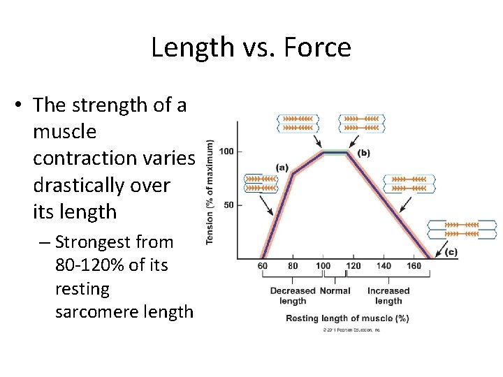 Length vs. Force • The strength of a muscle contraction varies drastically over its