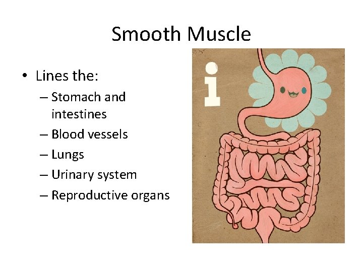 Smooth Muscle • Lines the: – Stomach and intestines – Blood vessels – Lungs