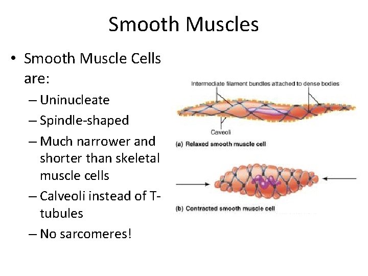 Smooth Muscles • Smooth Muscle Cells are: – Uninucleate – Spindle-shaped – Much narrower