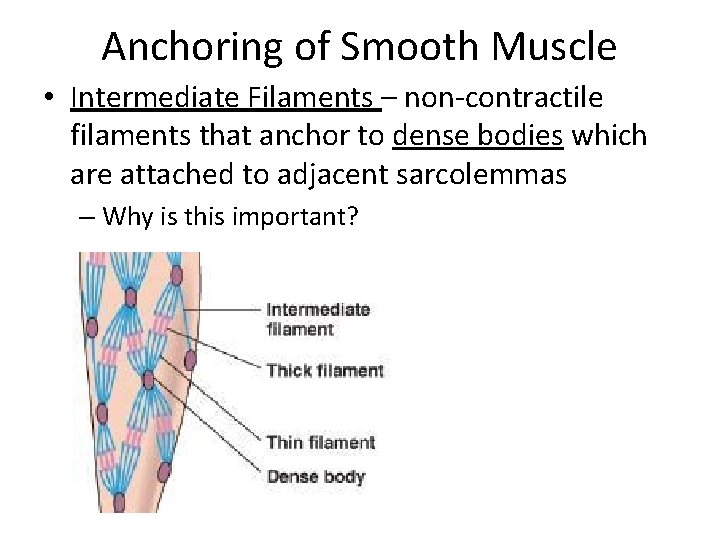 Anchoring of Smooth Muscle • Intermediate Filaments – non-contractile filaments that anchor to dense