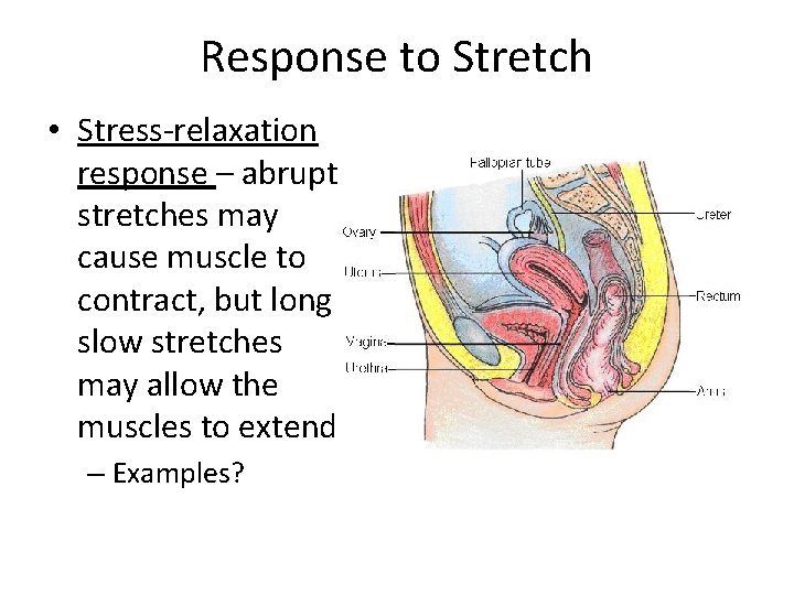 Response to Stretch • Stress-relaxation response – abrupt stretches may cause muscle to contract,