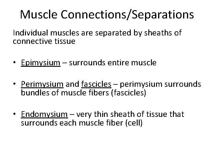 Muscle Connections/Separations Individual muscles are separated by sheaths of connective tissue • Epimysium –