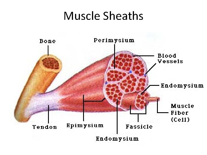 Muscle Sheaths 