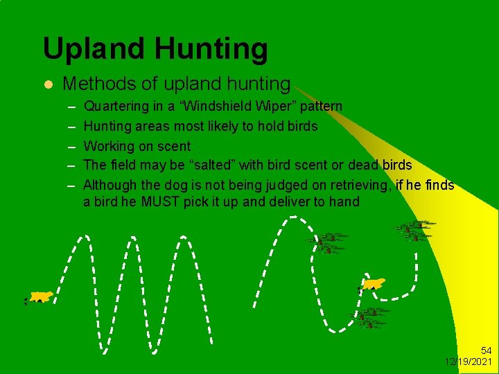 Upland Hunting l Methods of upland hunting – – – Quartering in a “Windshield