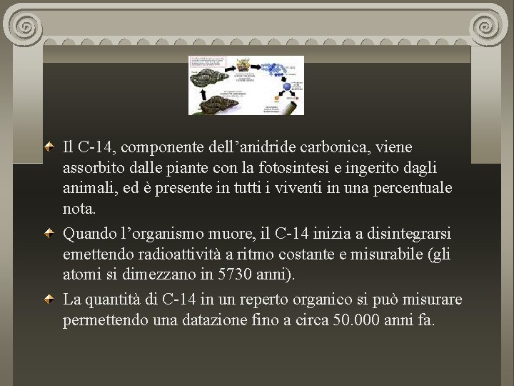 Il C-14, componente dell’anidride carbonica, viene assorbito dalle piante con la fotosintesi e ingerito