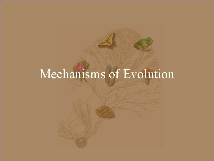 Mechanisms of Evolution 