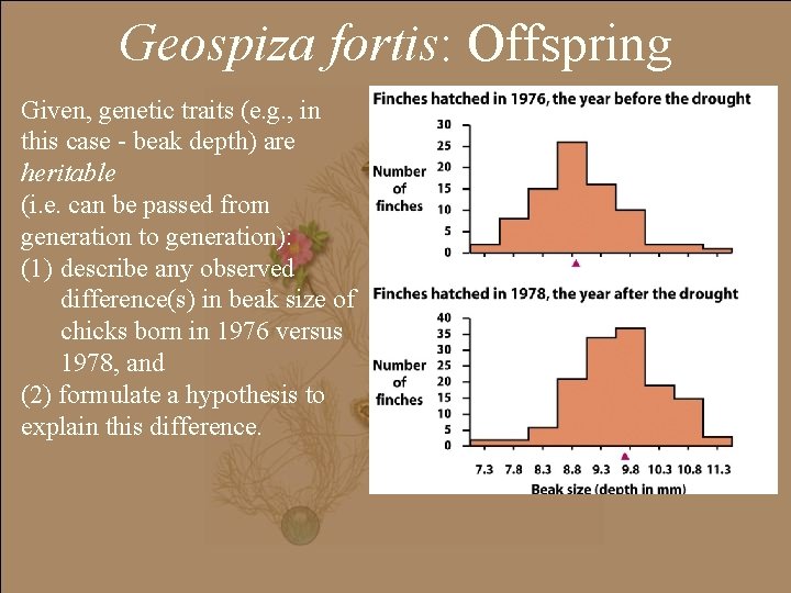 Geospiza fortis: Offspring Given, genetic traits (e. g. , in this case - beak