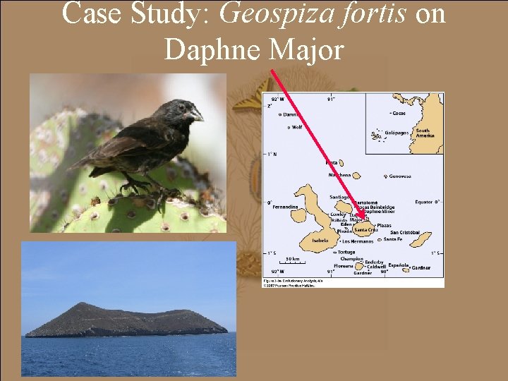 Case Study: Geospiza fortis on Daphne Major 