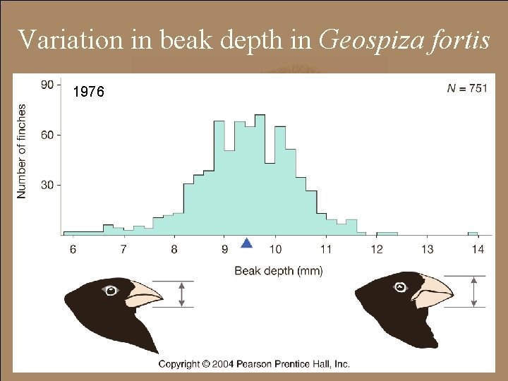 Variation in beak depth in Geospiza fortis 1976 