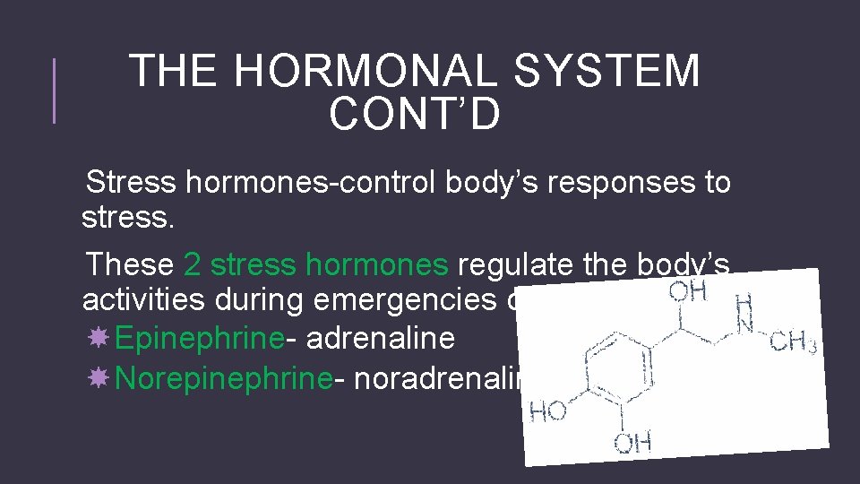 THE HORMONAL SYSTEM CONT’D Stress hormones-control body’s responses to stress. These 2 stress hormones