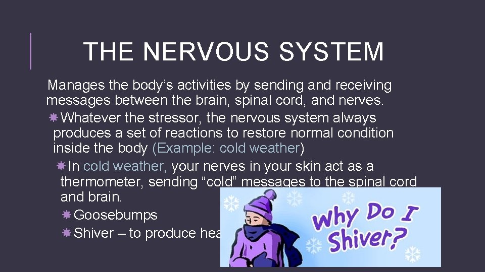 THE NERVOUS SYSTEM Manages the body’s activities by sending and receiving messages between the