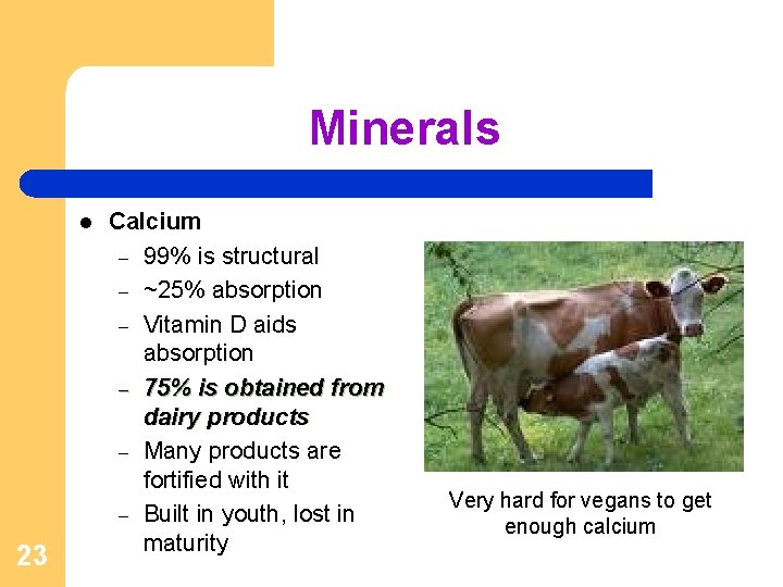 Minerals l 23 Calcium – 99% is structural – ~25% absorption – Vitamin D