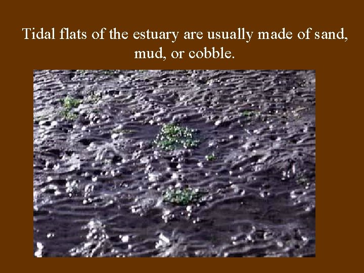 Tidal flats of the estuary are usually made of sand, mud, or cobble. 