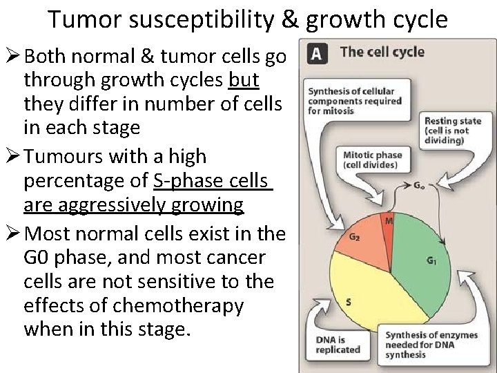 Tumor susceptibility & growth cycle Ø Both normal & tumor cells go through growth