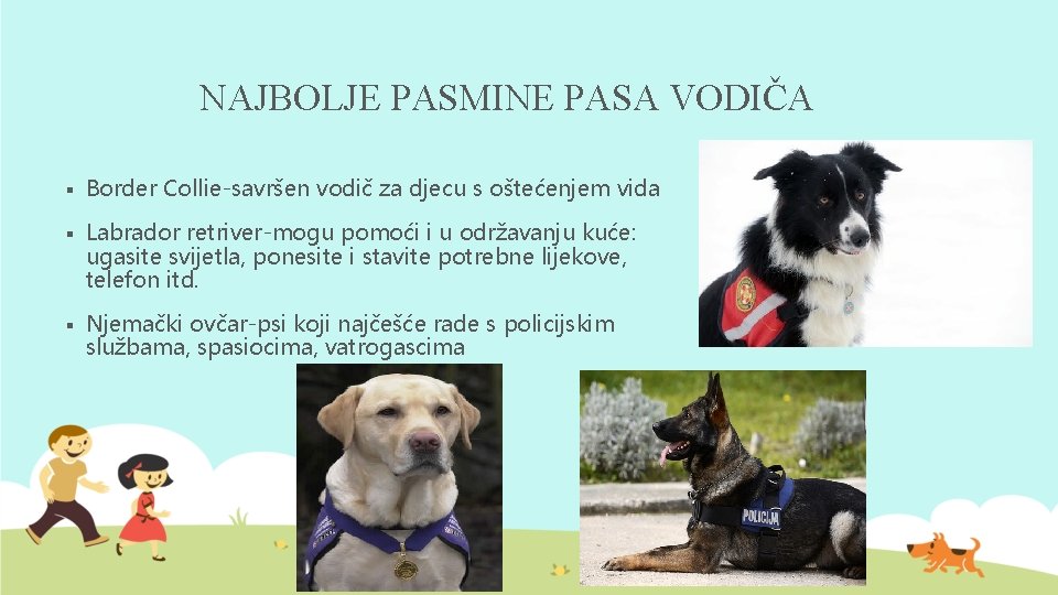 NAJBOLJE PASMINE PASA VODIČA § Border Collie-savršen vodič za djecu s oštećenjem vida §