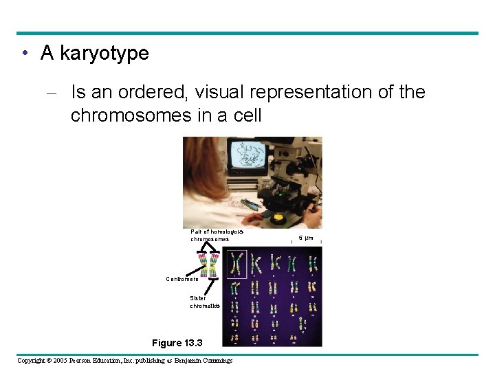  • A karyotype – Is an ordered, visual representation of the chromosomes in