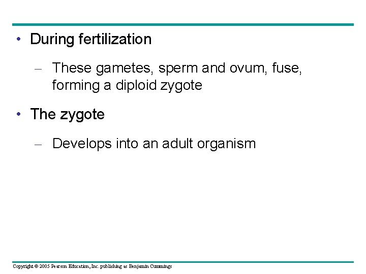  • During fertilization – These gametes, sperm and ovum, fuse, forming a diploid