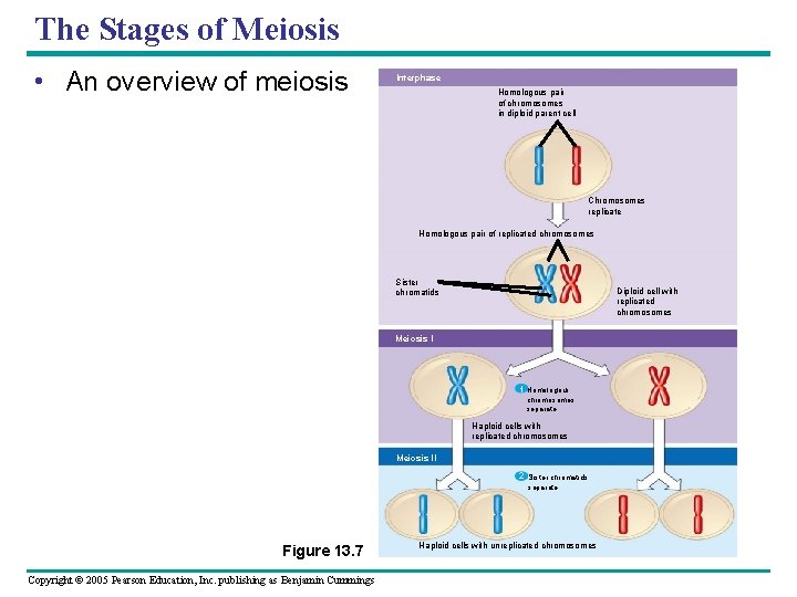 The Stages of Meiosis • An overview of meiosis Interphase Homologous pair of chromosomes