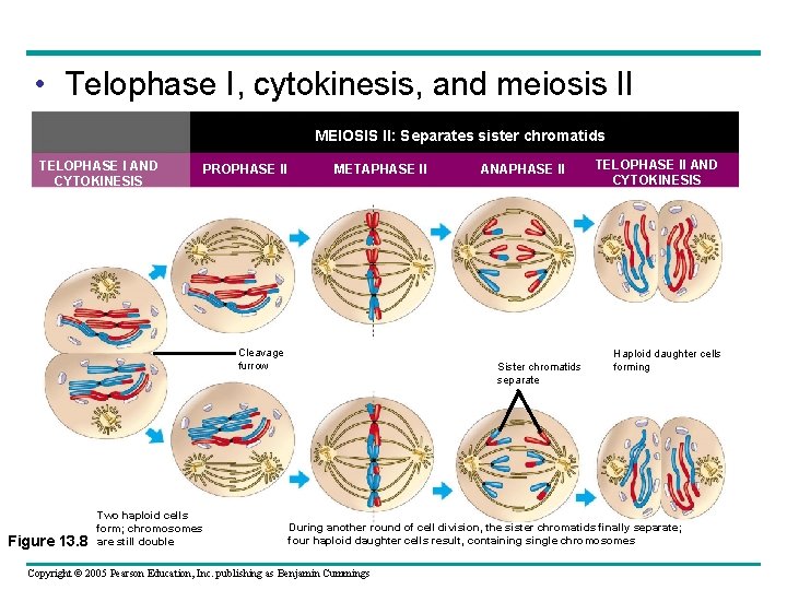  • Telophase I, cytokinesis, and meiosis II MEIOSIS II: Separates sister chromatids TELOPHASE